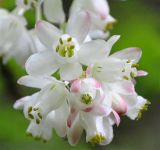 Staphylea pinnata