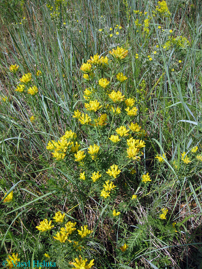 Изображение особи Chamaecytisus austriacus.