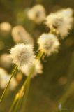 genus Eriophorum