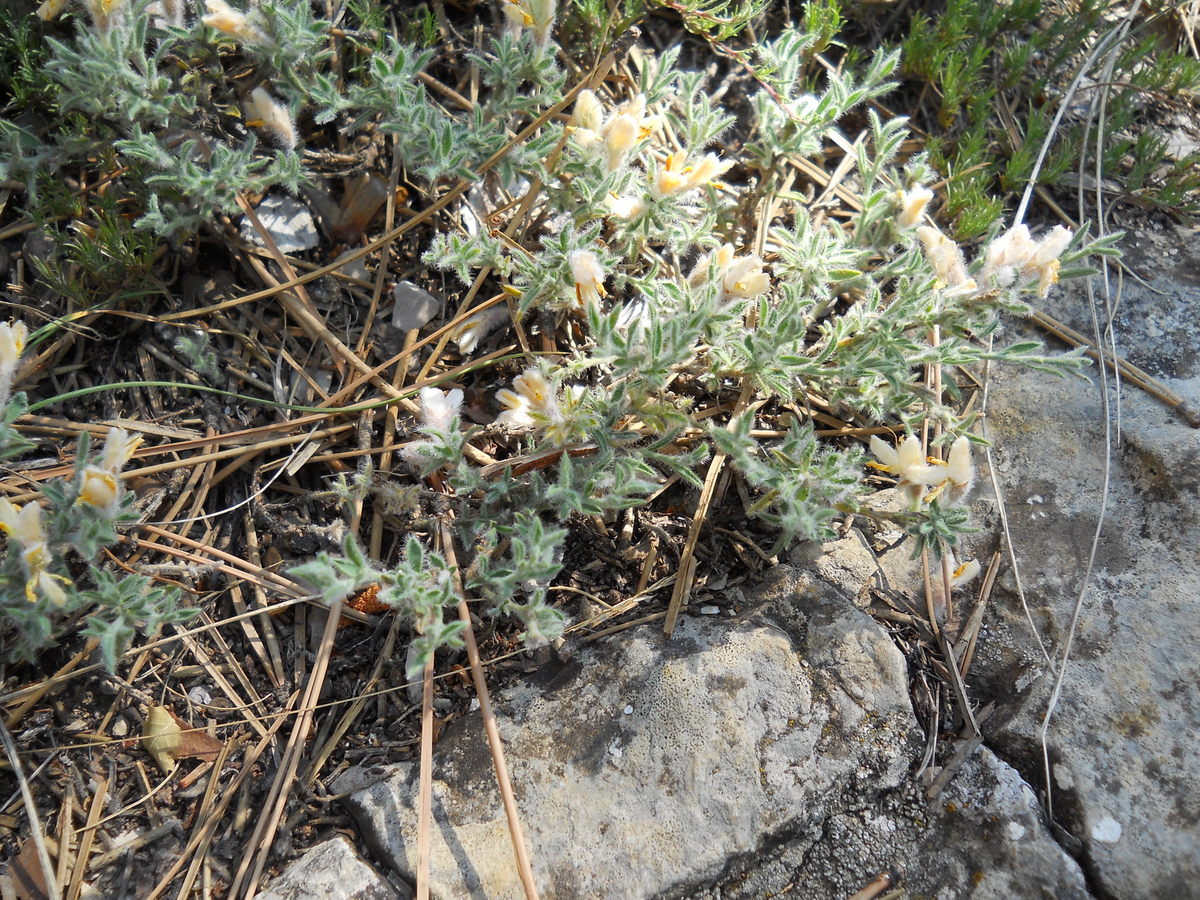 Image of Genista millii specimen.