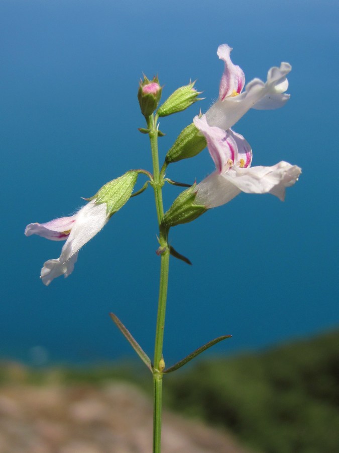 Image of Stachys angustifolia specimen.