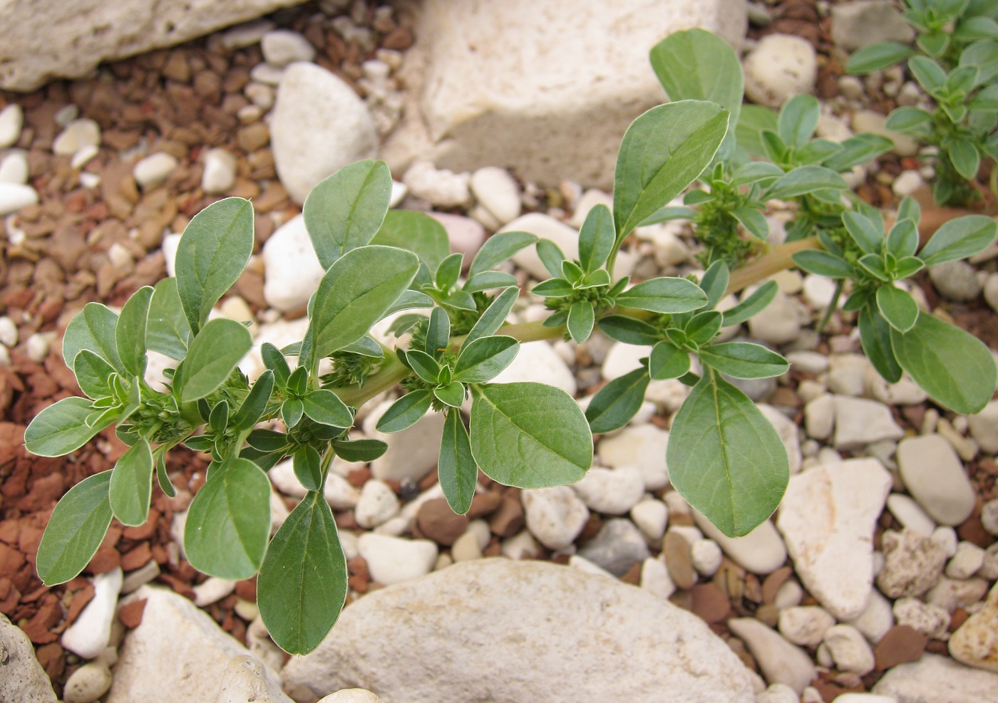 Изображение особи Amaranthus blitoides.