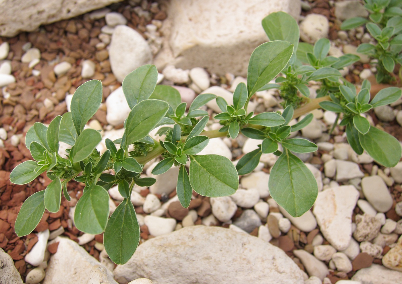 Image of Amaranthus blitoides specimen.