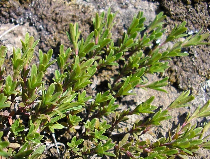 Image of Thymus &times; dimorphus specimen.