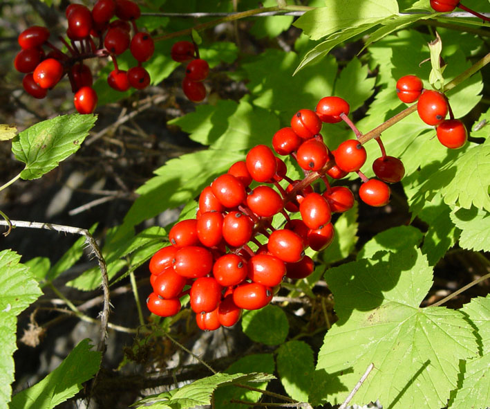 Image of Actaea erythrocarpa specimen.