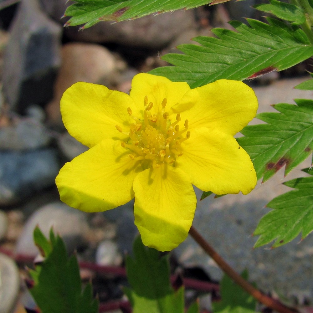 Image of Potentilla anserina specimen.