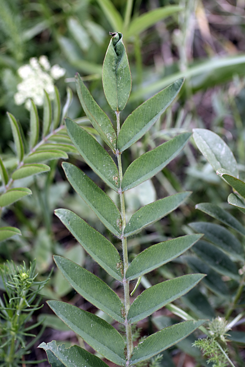 Image of Onobrychis grandis specimen.