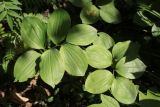 Polygonatum involucratum