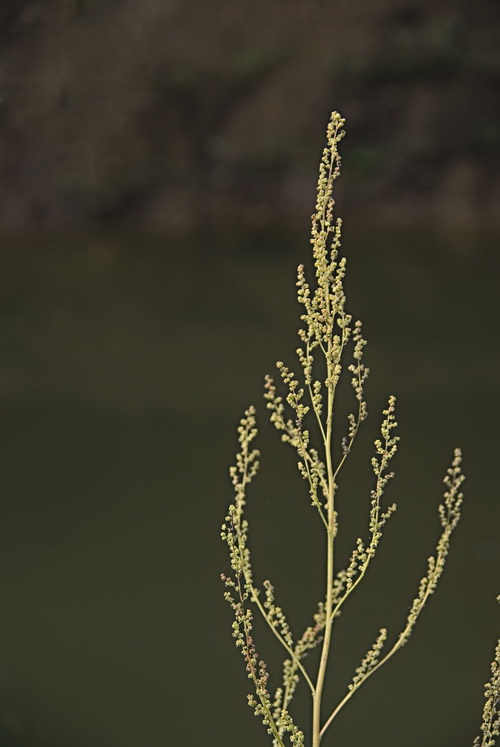 Изображение особи Chenopodium album.