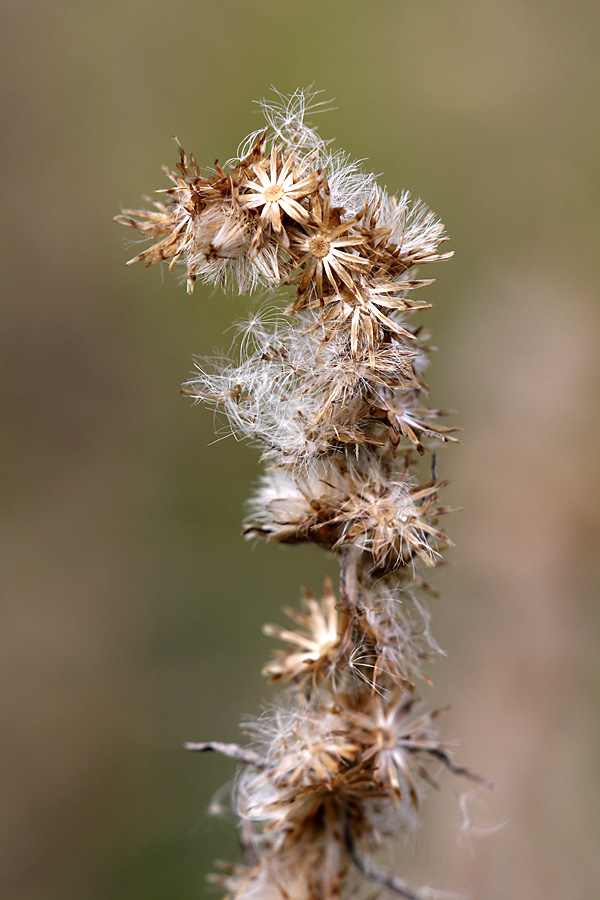 Image of Omalotheca sylvatica specimen.