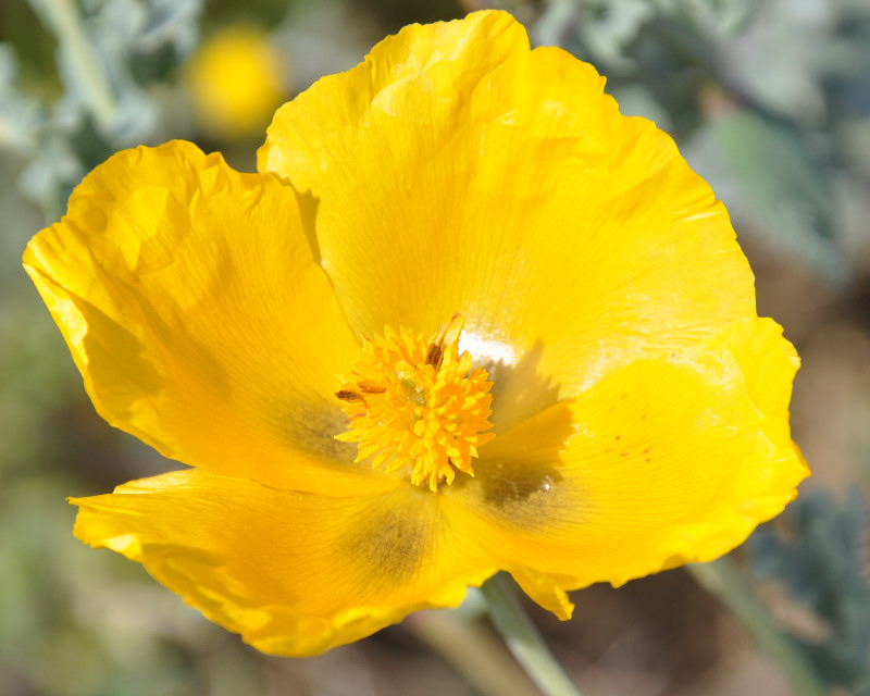 Изображение особи Glaucium flavum.