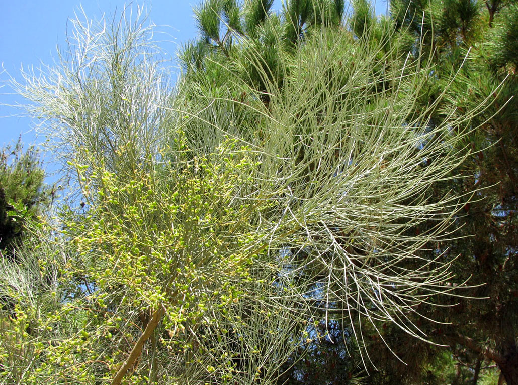 Image of Genista aetnensis specimen.