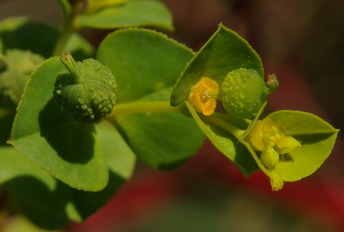 Image of Euphorbia platyphyllos specimen.