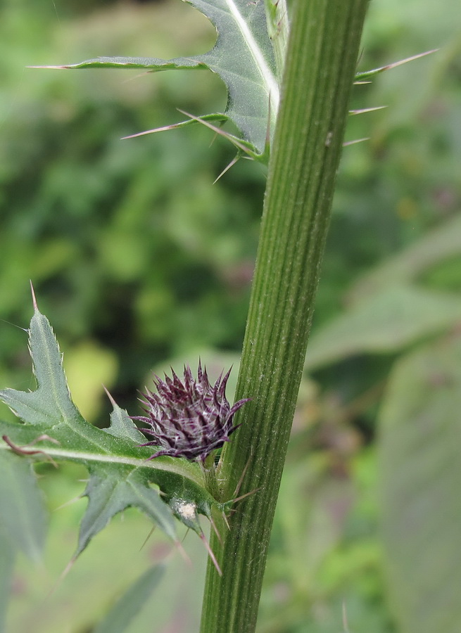 Изображение особи Cirsium pendulum.