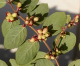 Symphoricarpos × doorenbosii. Часть веточки с созревающими соплодиями (у листьев видна их обратная сторона). Германия, г. Кемпен, у прогулочной дорожки. 11.11.2012.