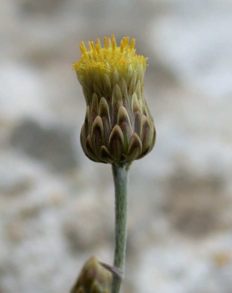 Image of Phagnalon rupestre specimen.