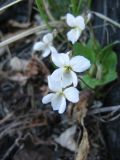 Viola alexandrowiana