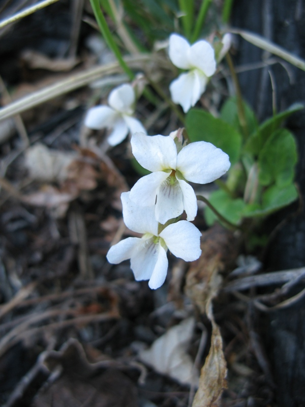 Изображение особи Viola alexandrowiana.