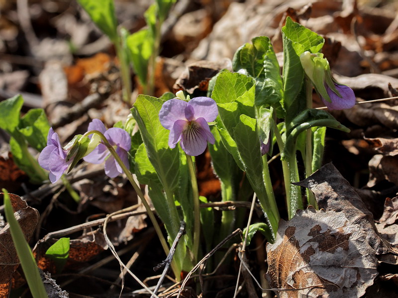 Изображение особи Viola mirabilis.