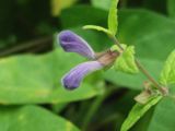 Scutellaria galericulata. Верхушка побега с бутонами. Украина, г. Запорожье, возле Гребного канала. 01.08.2012.