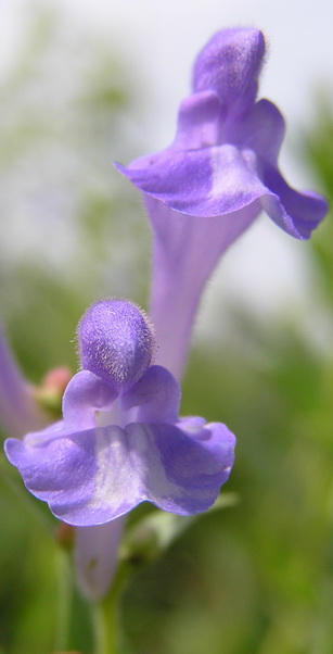 Изображение особи Scutellaria baicalensis.