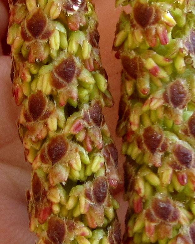 Image of Betula pendula specimen.