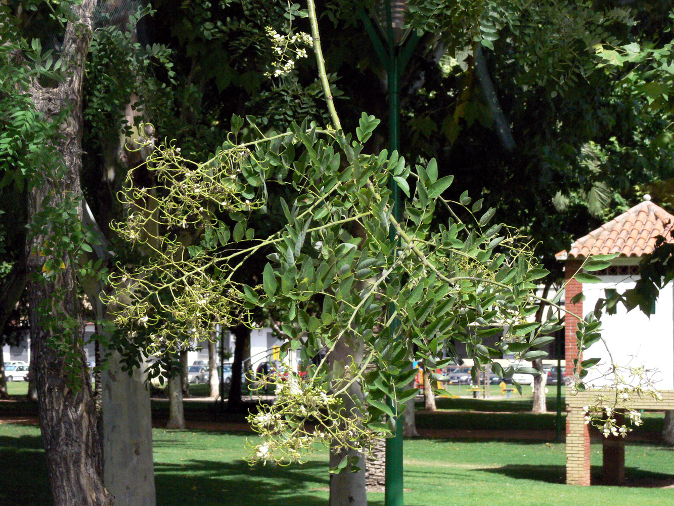 Image of Styphnolobium japonicum specimen.