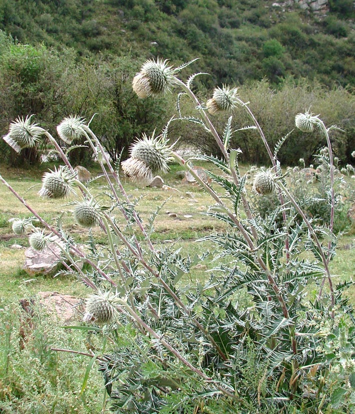 Image of Alfredia nivea specimen.