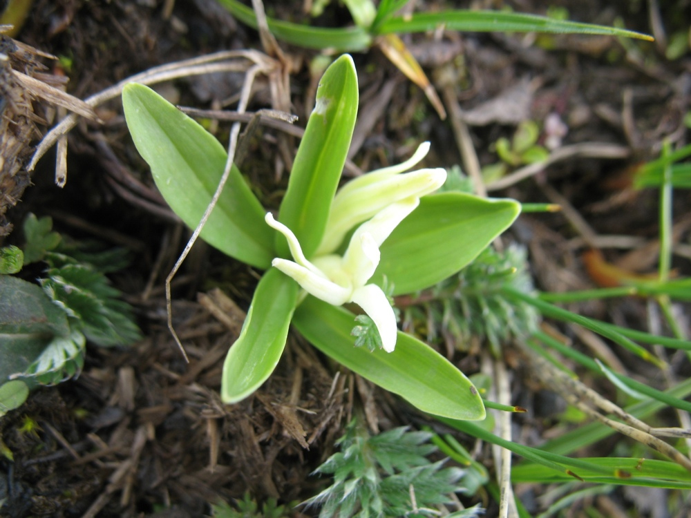 Image of Polygonatum qinghaiense specimen.