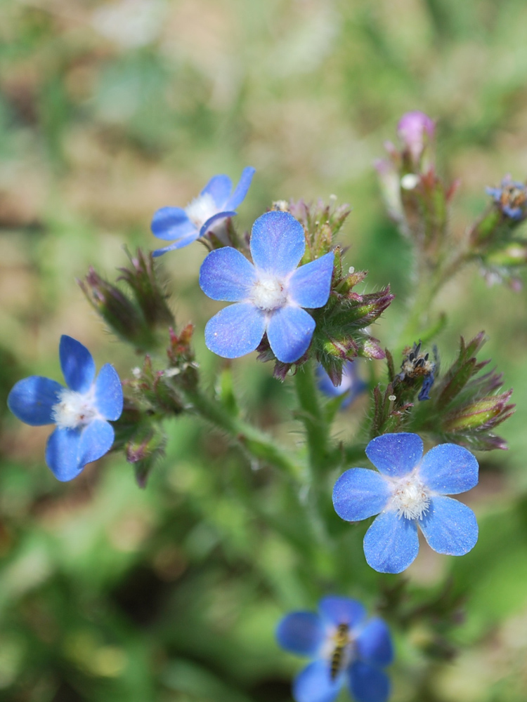 Изображение особи Anchusa azurea.