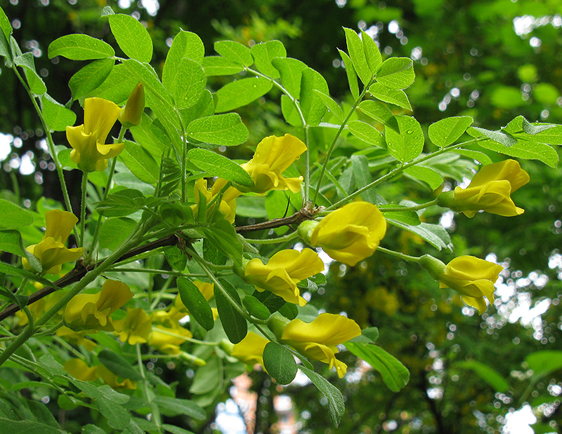 Изображение особи Caragana arborescens.