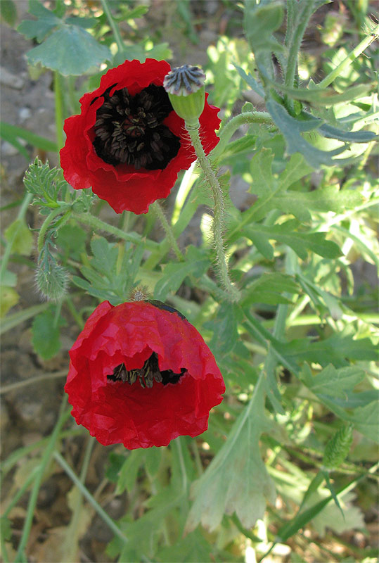 Изображение особи Papaver umbonatum.