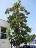 Paulownia tomentosa