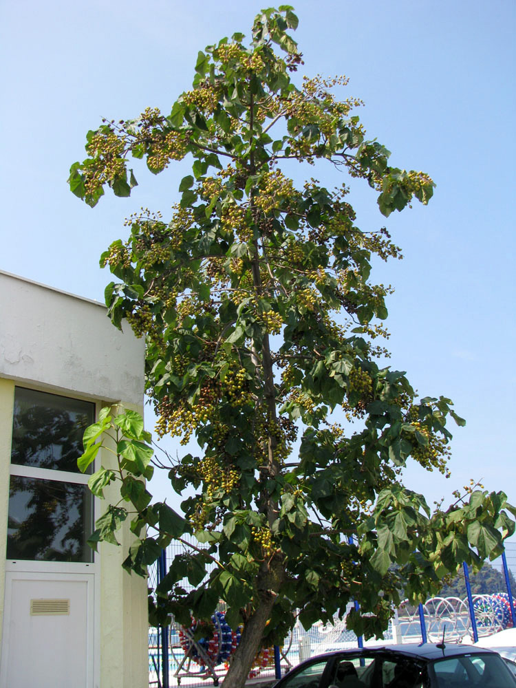 Image of Paulownia tomentosa specimen.