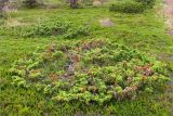 Juniperus sibirica