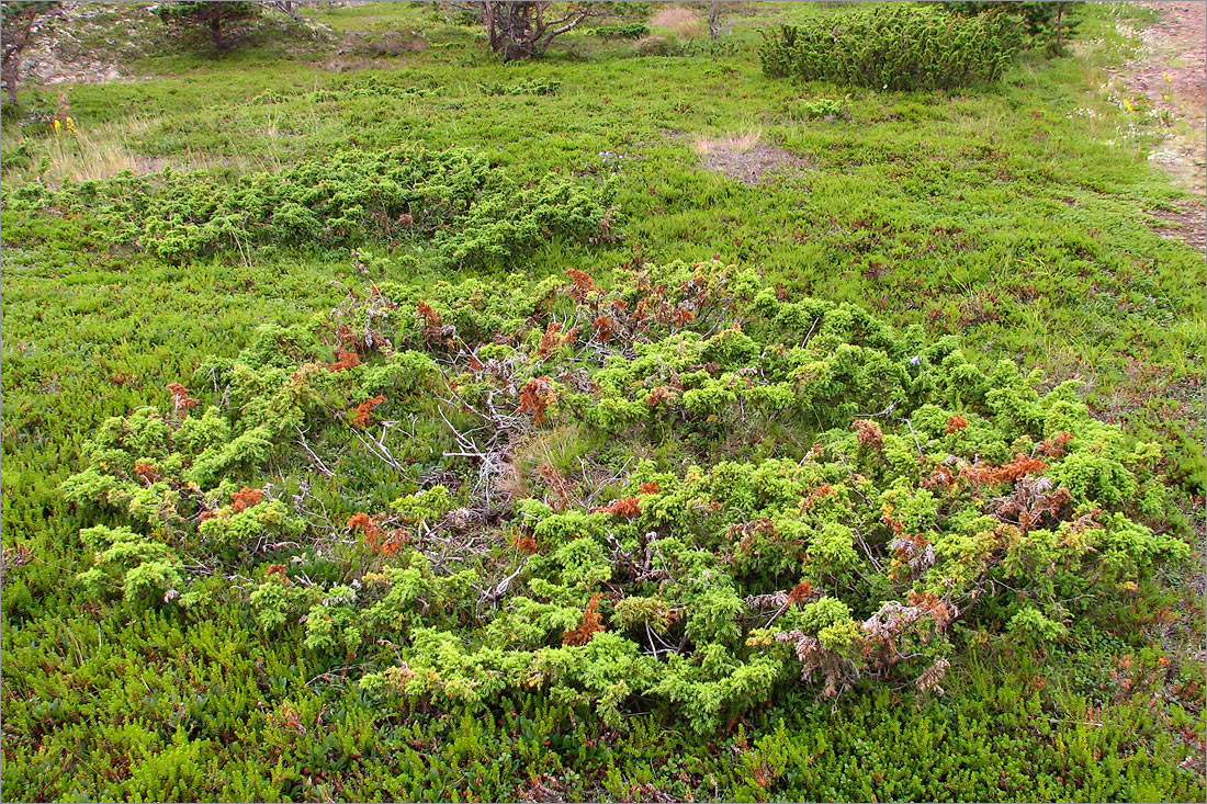 Изображение особи Juniperus sibirica.