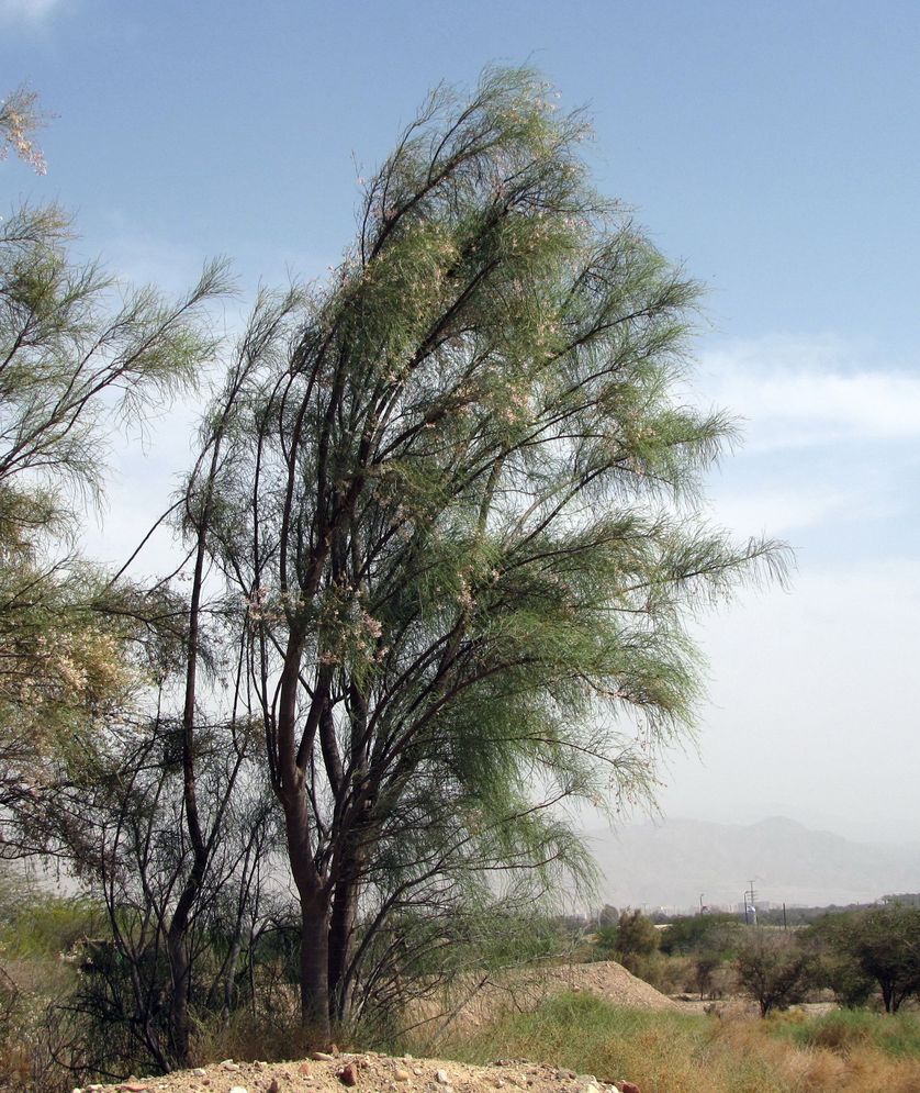 Image of Moringa peregrina specimen.