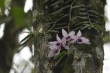 Dendrobium anosmum. Побеги с цветками. Остров Борнео, провинция Сабах, лес на берегу реки Кинабатанган. 19.02.2013.