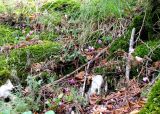 Cyclamen purpurascens