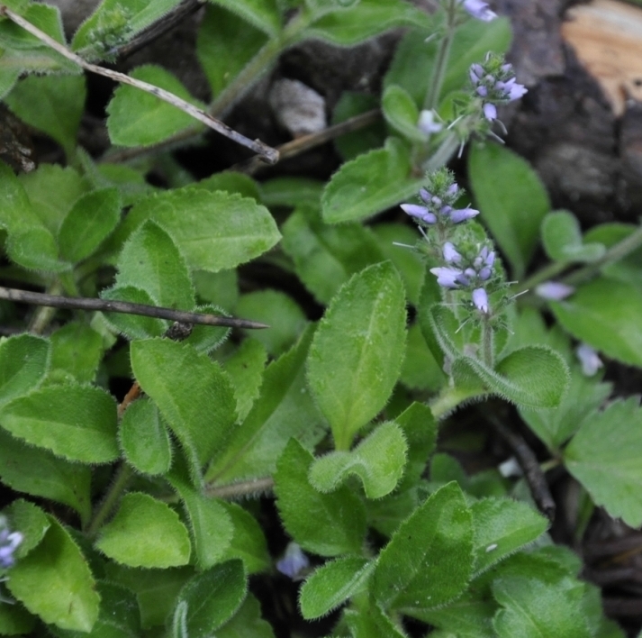 Image of Veronica officinalis specimen.