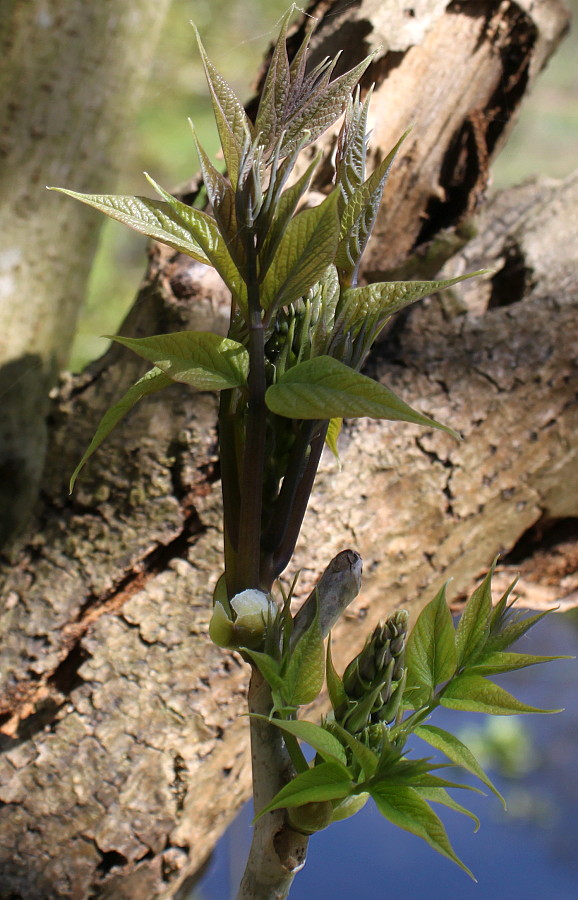 Image of Decaisnea insignis specimen.