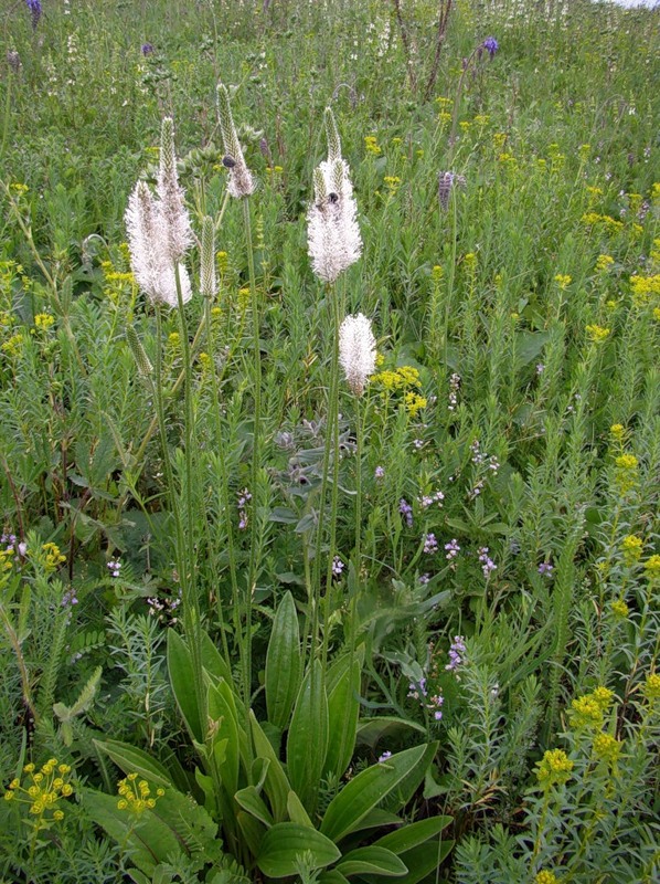 Image of Plantago urvillei specimen.