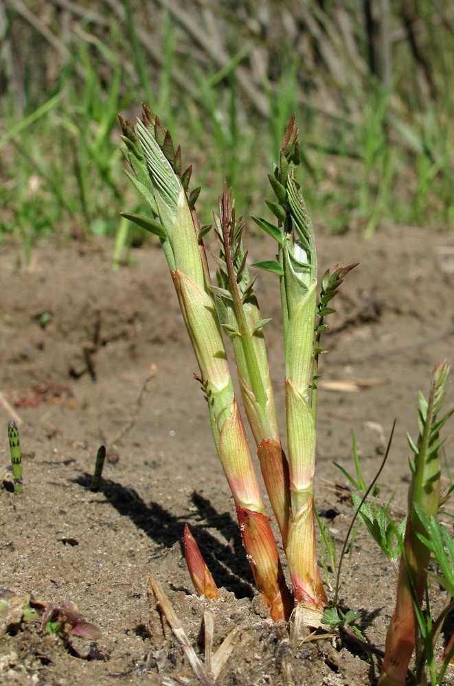 Изображение особи семейство Fabaceae.