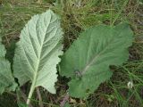 Salvia nutans