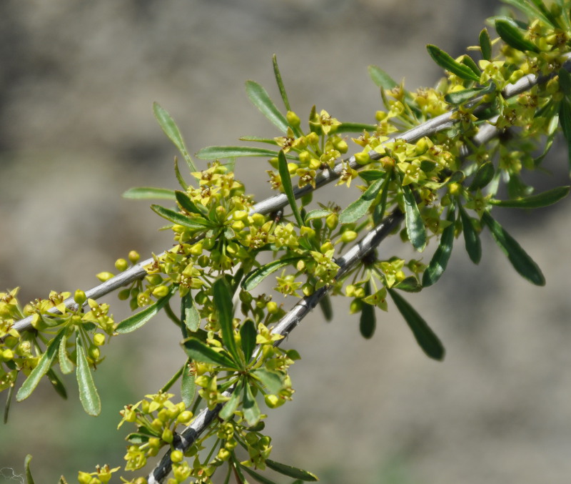 Изображение особи Rhamnus erythroxyloides.