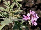 Pelargonium graveolens