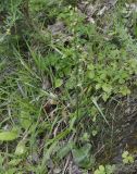 Platanthera chlorantha