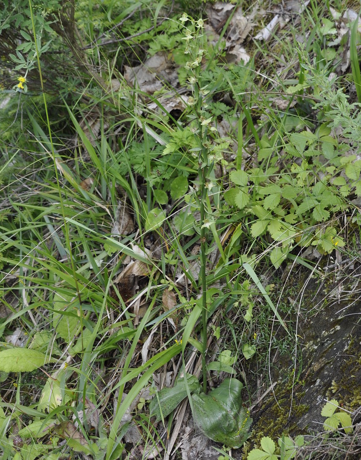 Image of Platanthera chlorantha specimen.