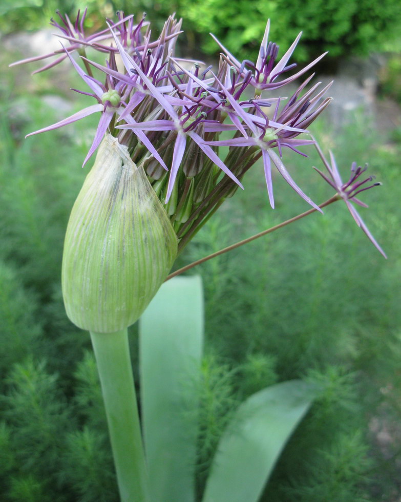 Image of Allium cristophii specimen.