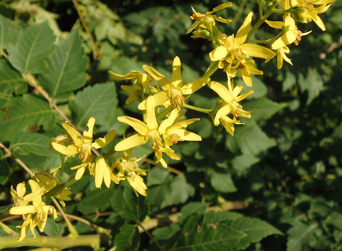 Image of Koelreuteria paniculata specimen.